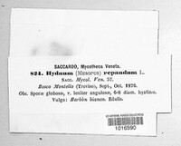 Hydnum repandum image